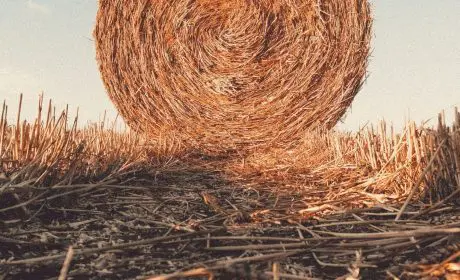 Balle de paille utilisée comme matériau biosourcé pour l’isolation de logements neufs écologiques